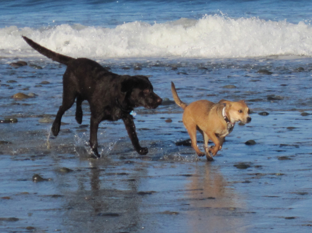 Del Mar Dog Beach-德尔马必去景点