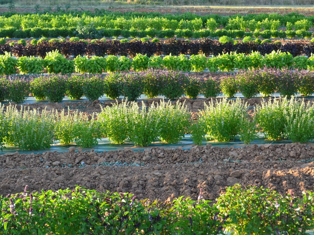 La Provence de Claire Tours-阿维尼翁必去景点