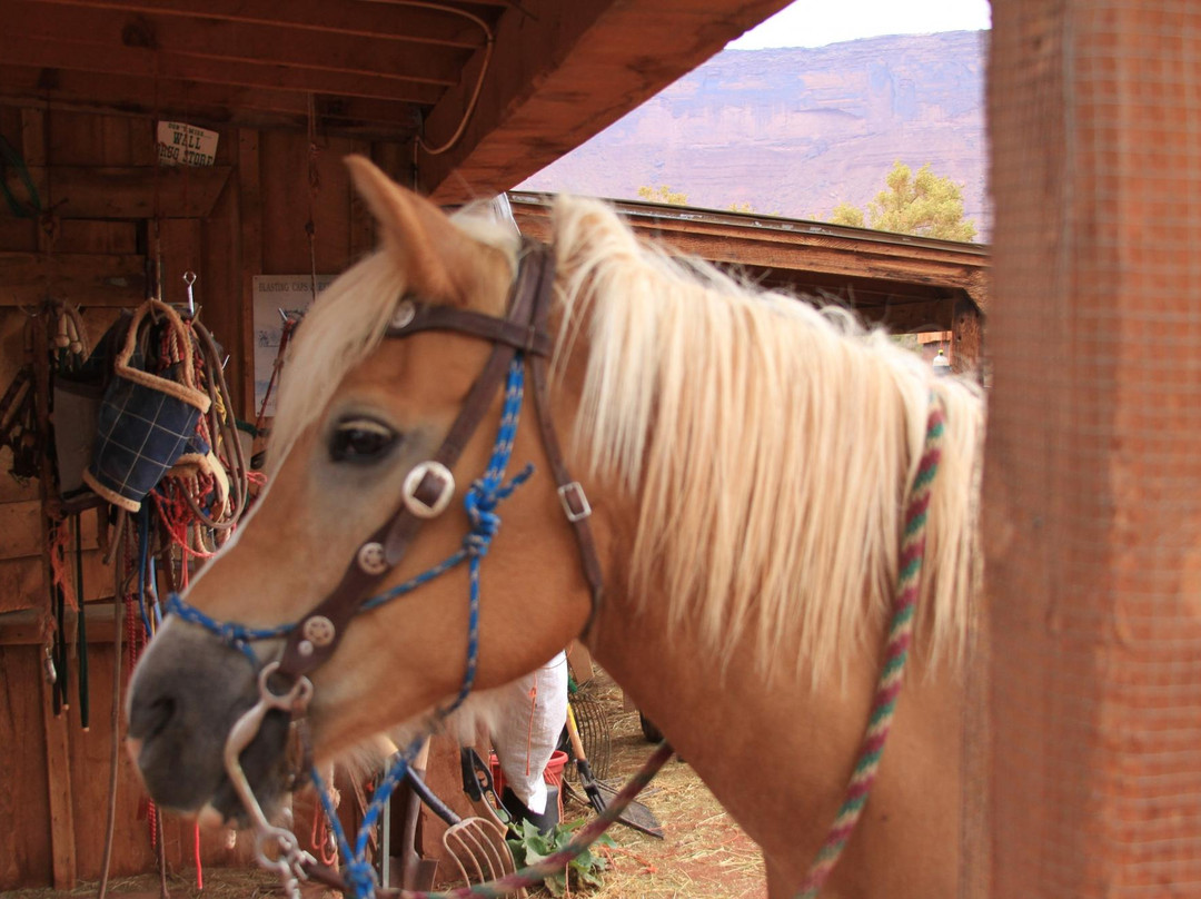 Moab Horses-莫阿布必去景点