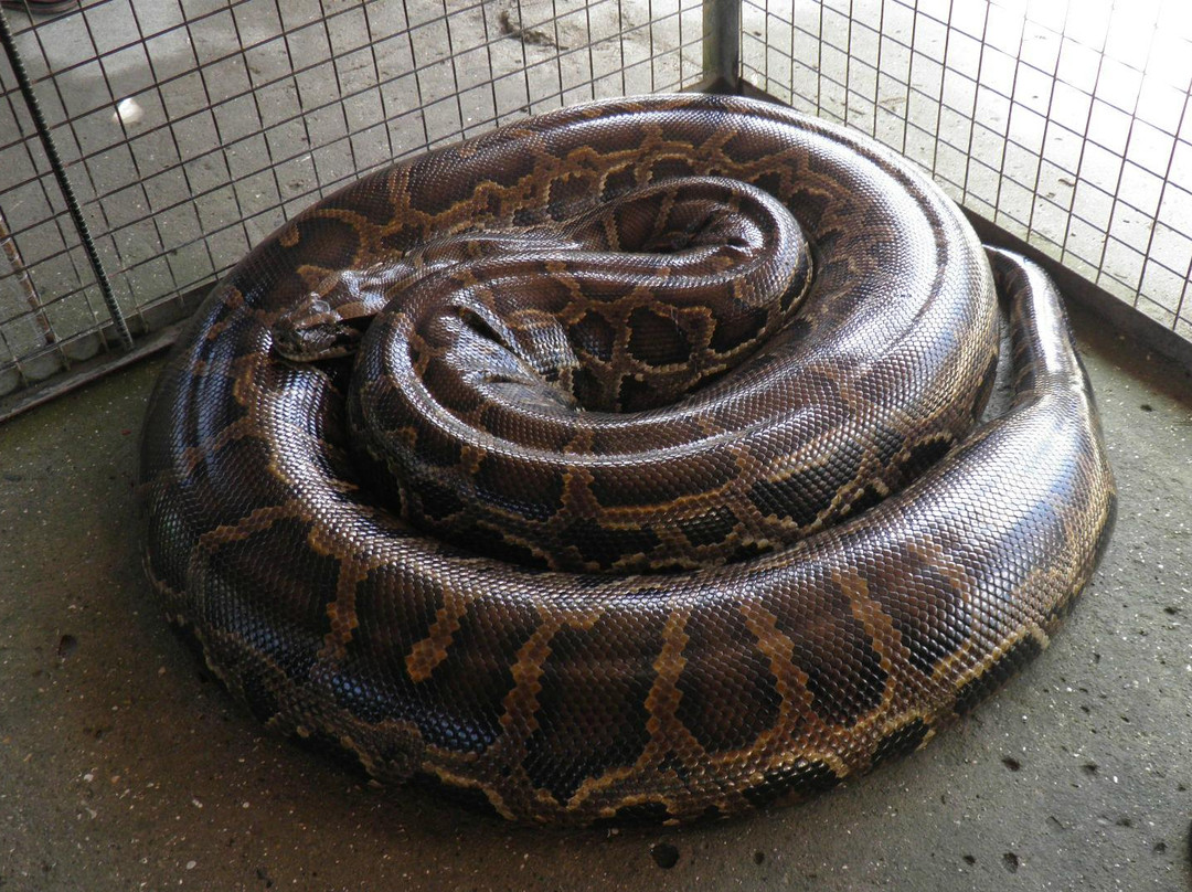 Xzootic Animal Park景点图片