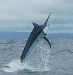 Panama Big Game Fishing Club Day Tours景点图片