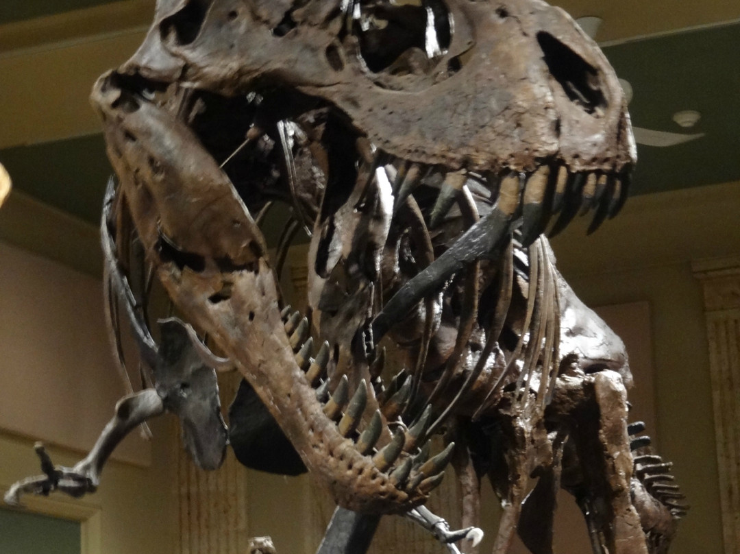 Dinosaur Discovery Museum-基诺沙必去景点