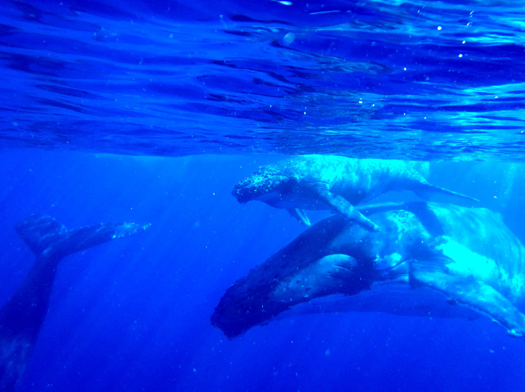 Whale Discoveries景点图片