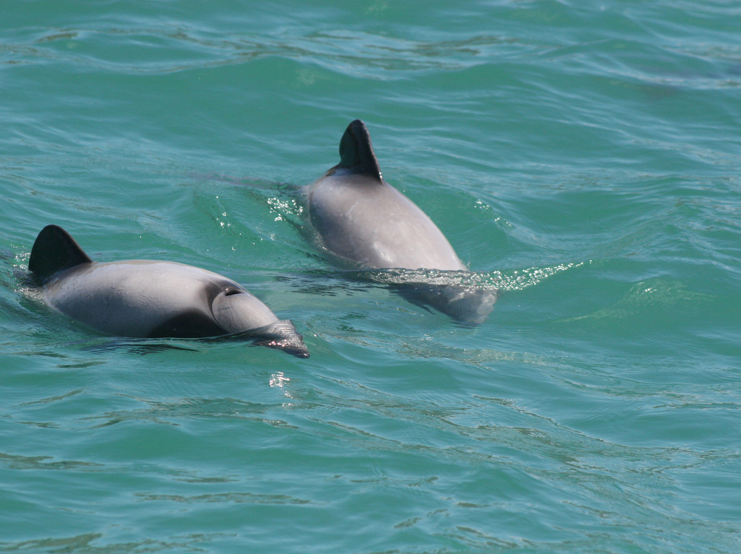 阿卡罗阿海豚观赏航行-阿卡罗阿必去景点