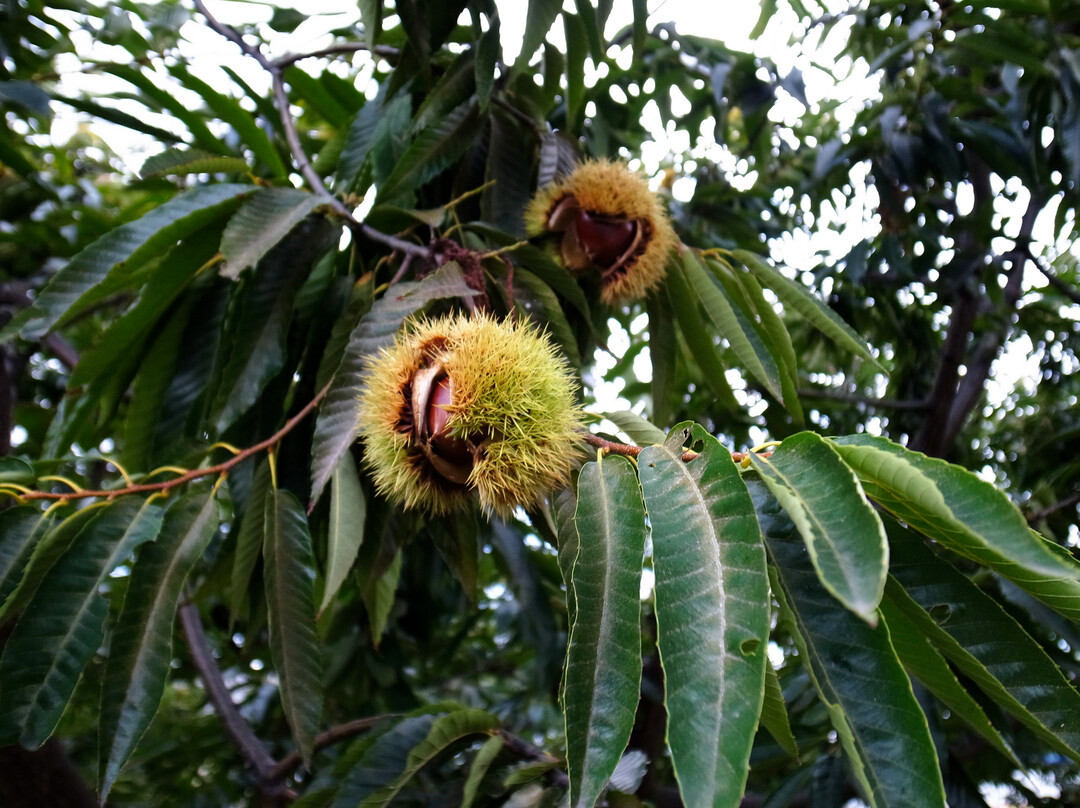 Kobayashi Farm-小布施町必去景点