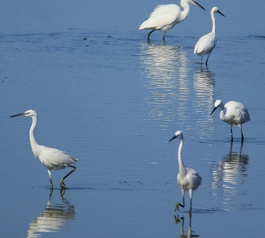 Oasi Naturale del Pantano di Saline Joniche景点图片