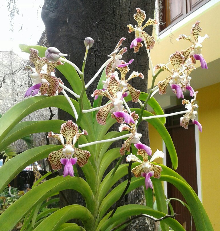 Miranda餐馆和美食-El rancho de Hojaldras