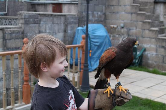 Falconry UK景点图片