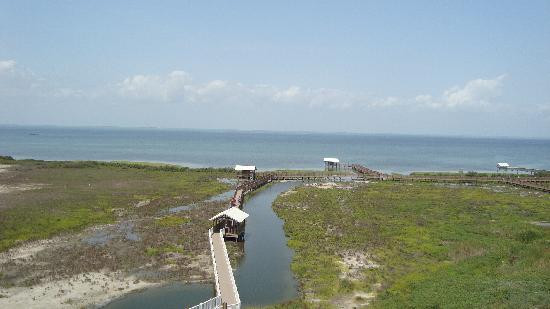 South Padre Island Birding, Nature Center & Alligator Sanctuary-南帕诸岛必去景点