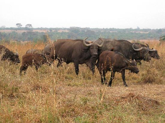 内罗毕国家公园-内罗毕必去景点