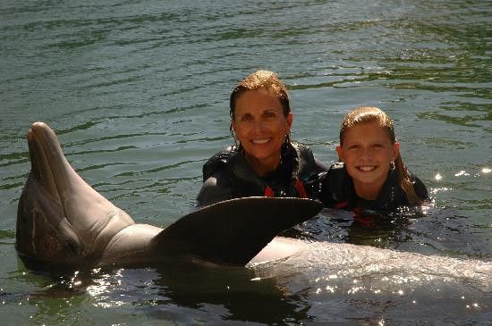 寻访海豚-瓦胡岛必去景点