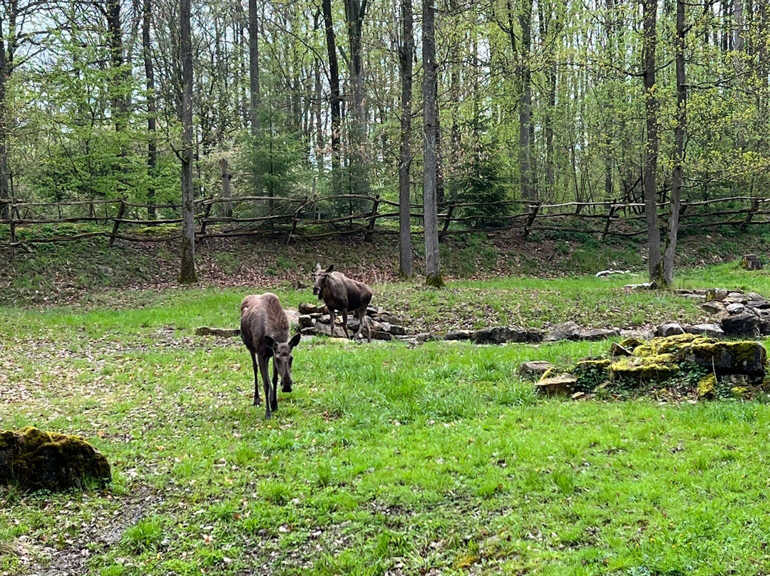 Wildpark Bad Mergentheim景点图片