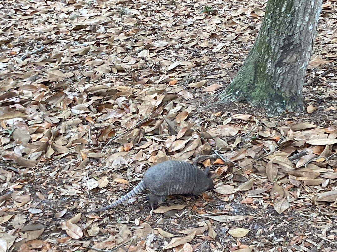 Cumberland Island National Seashore-St. Marys必去景点