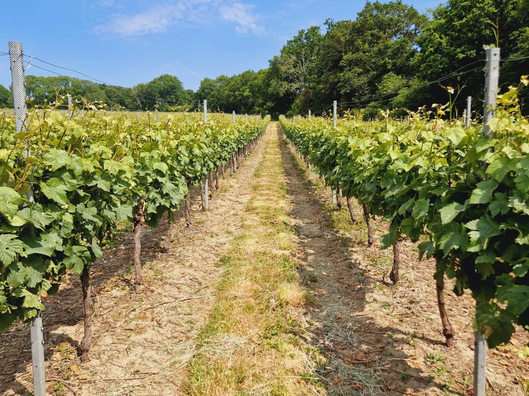 English Vineyard Tours at Trotton Estate Vineyards景点图片