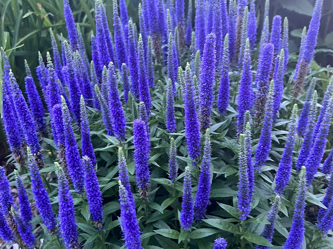 Hatfield House on Hibernia B and  B主图