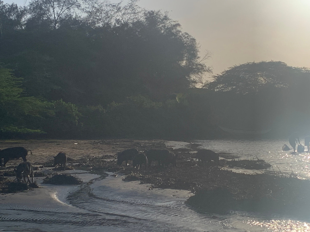 Walawe River Safari景点图片