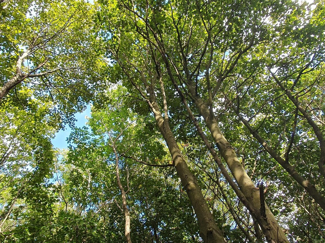 Letham Hill Wood-Inverkeithing必去景点