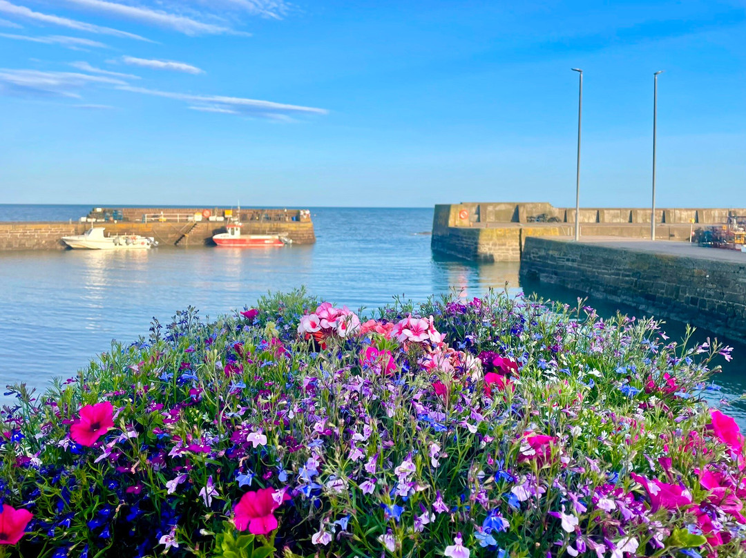 Johnshaven Harbour景点图片