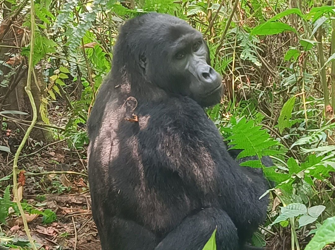 Wild Watchers Safaris