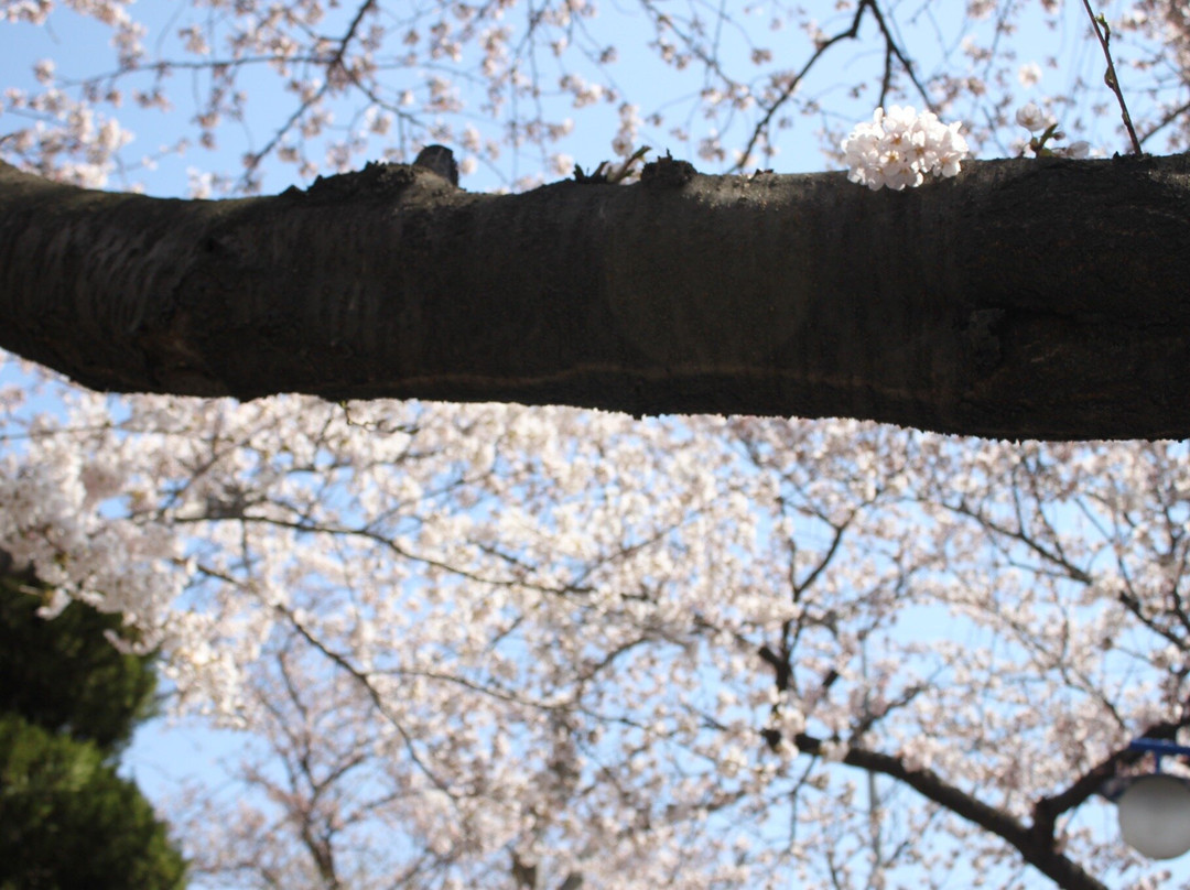 Jinhae Gunhangje Festival景点图片