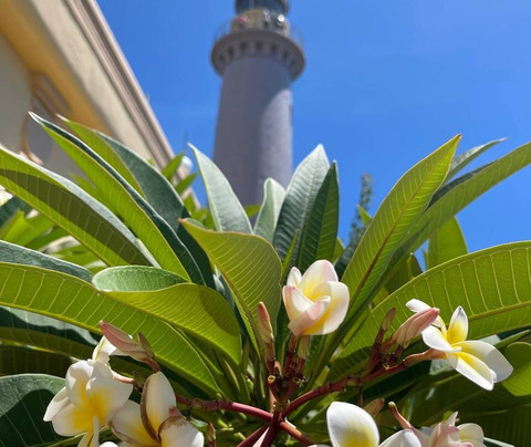 Maple Hotel & Apartment主图