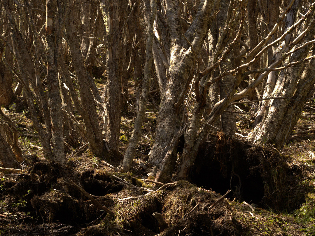 Reserva nacional Magallanes-蓬塔阿雷纳斯必去景点