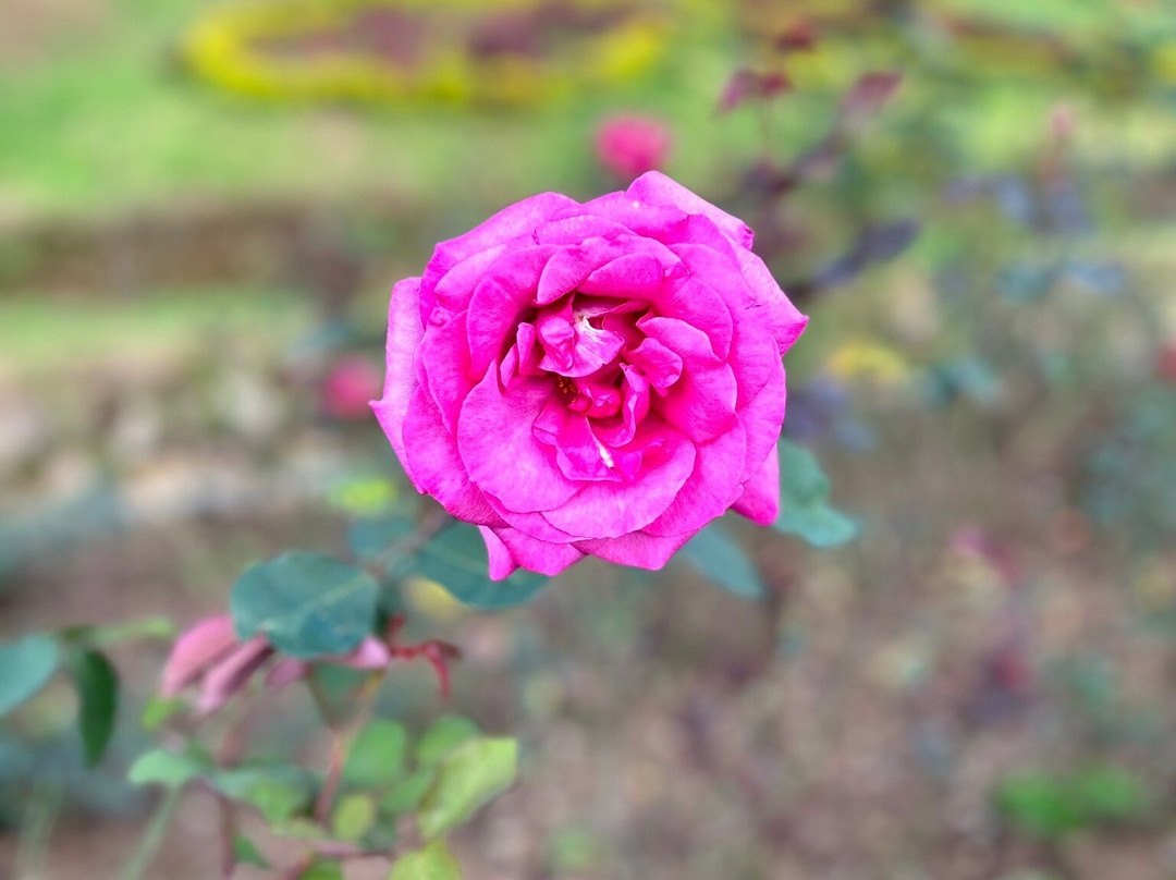 Government Rose Garden-乌提必去景点