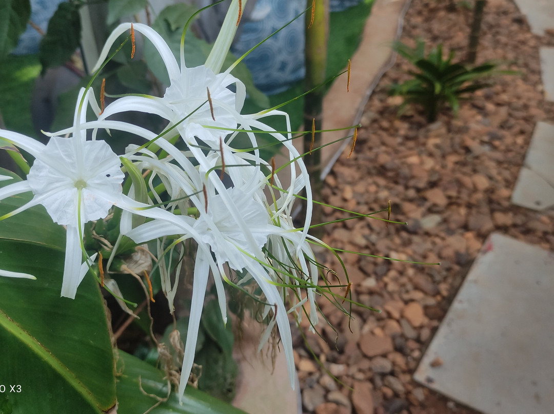 Garden Of Dreams Goa