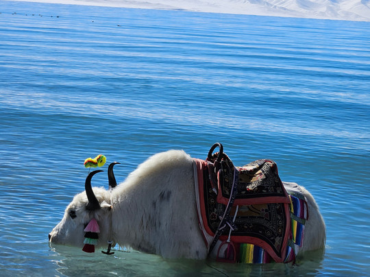 Xizang Discovery-拉萨市必去景点