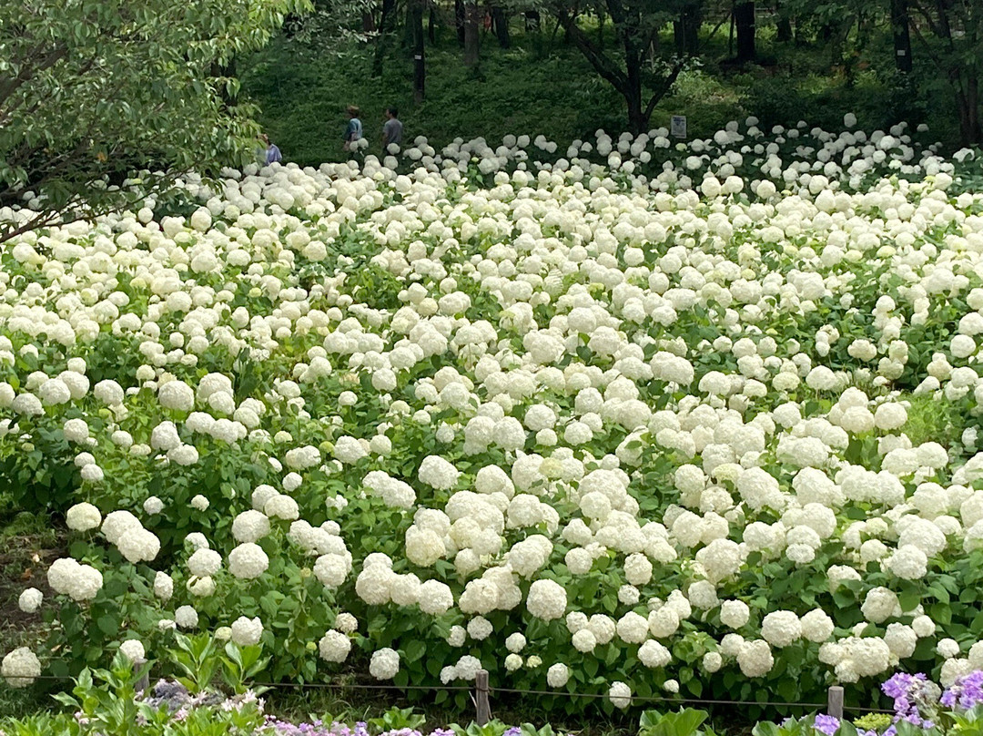 Sagamihara Kita Park-相模原市必去景点