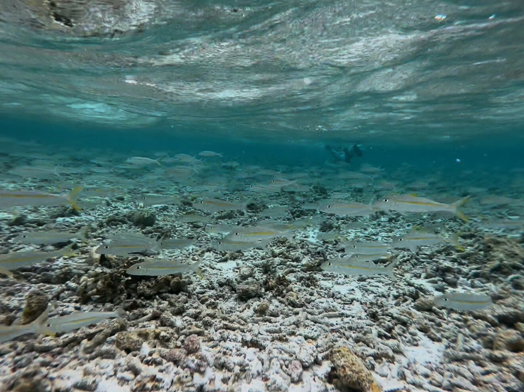 Scout Park-West Island必去景点