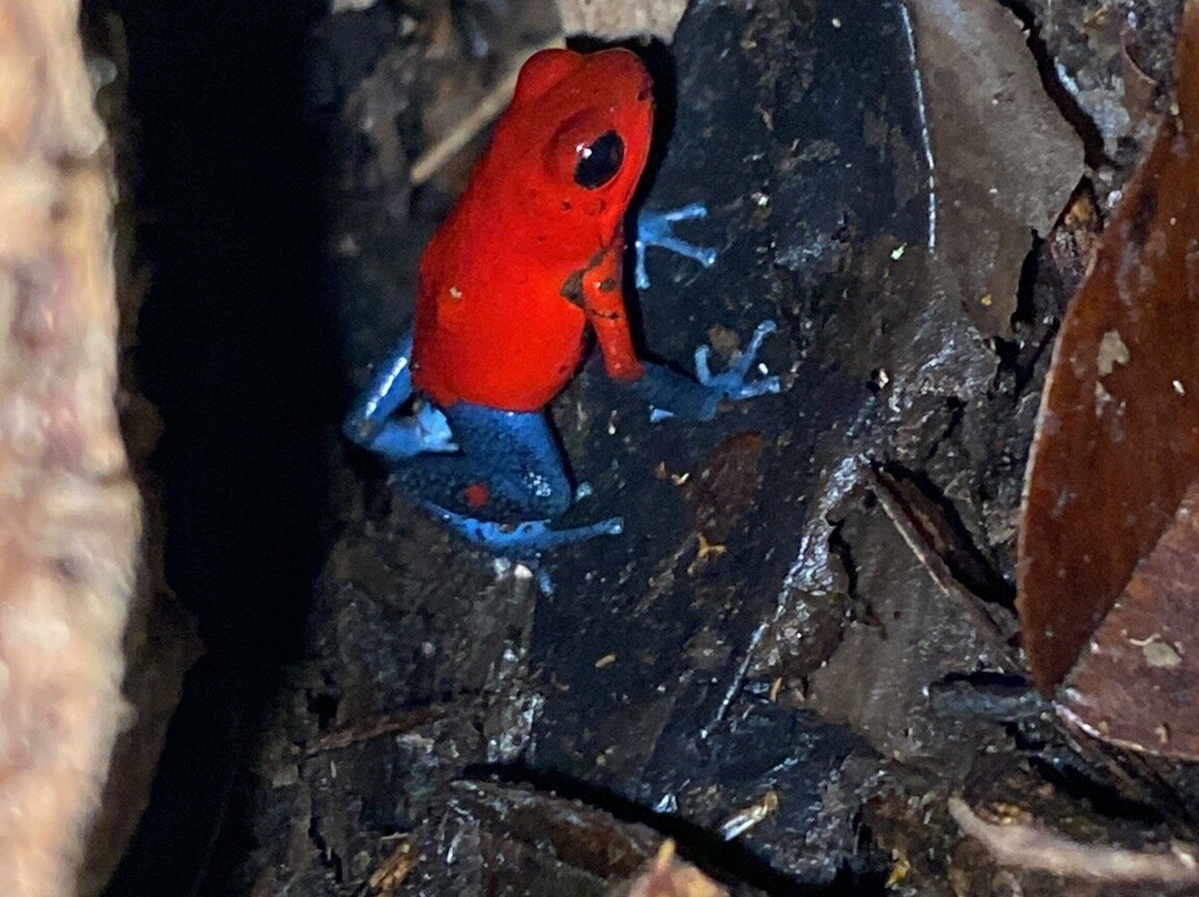 Jungle Life Costa Rica-Bijagua de Upala必去景点