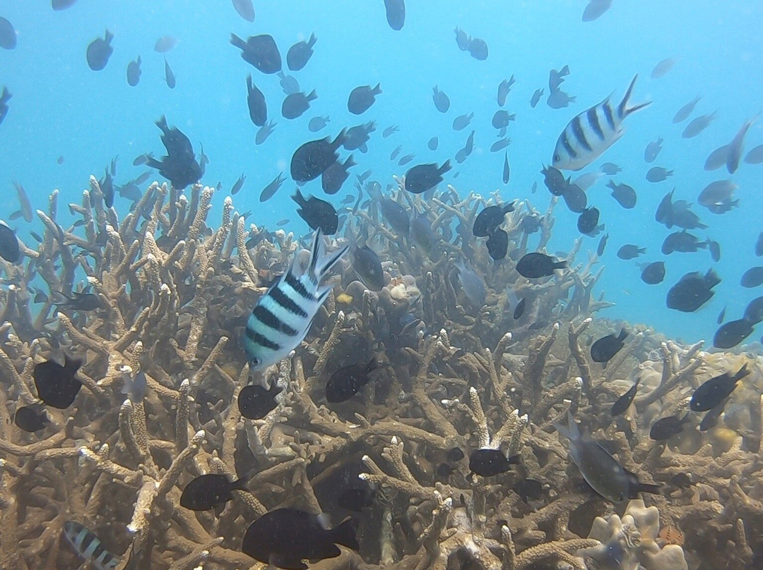France Plongee-苏梅岛必去景点