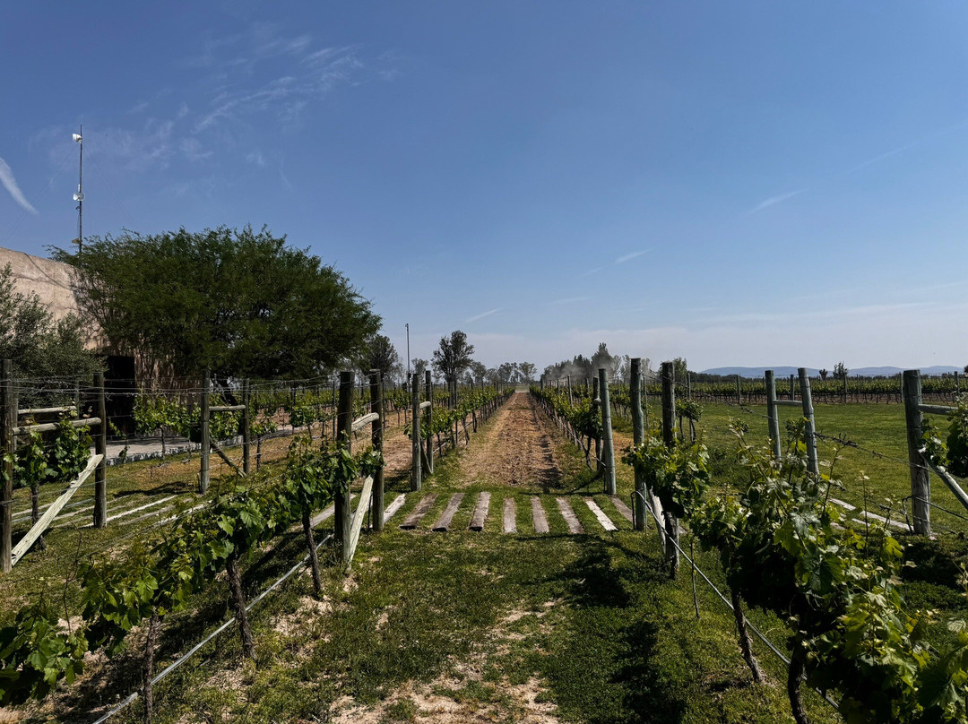 Vinedos Cuna de Tierra景点图片