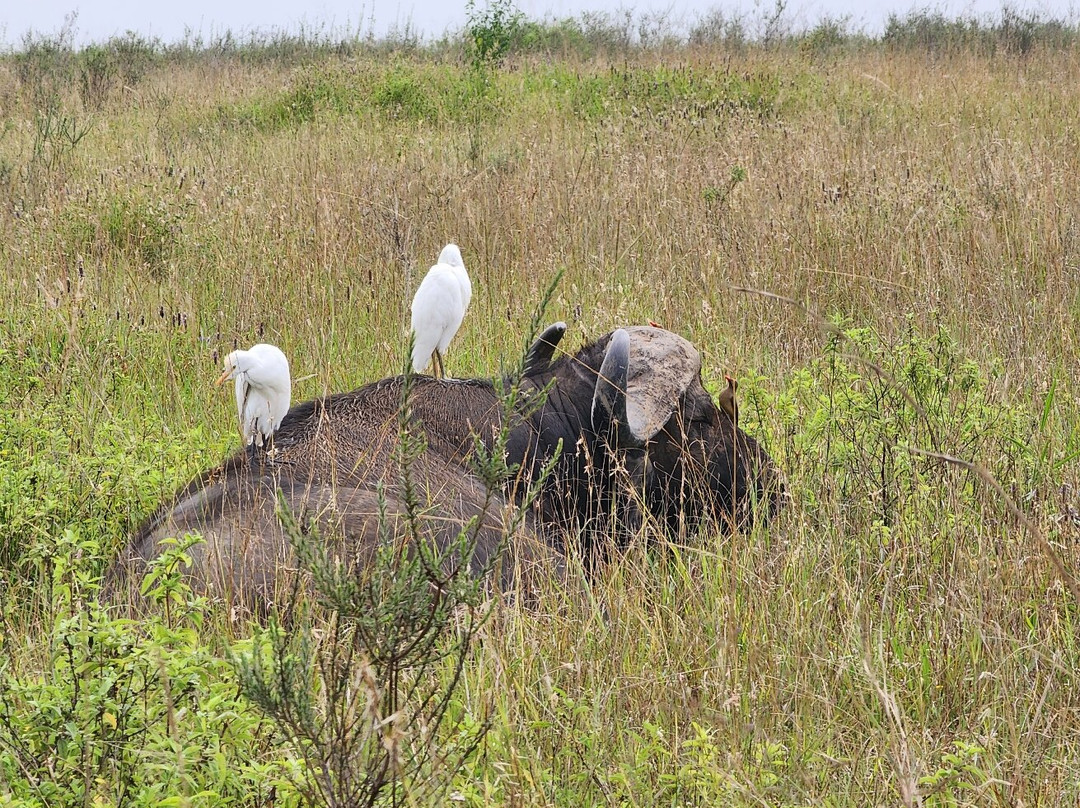 Lazizi Expeditions-内罗毕必去景点