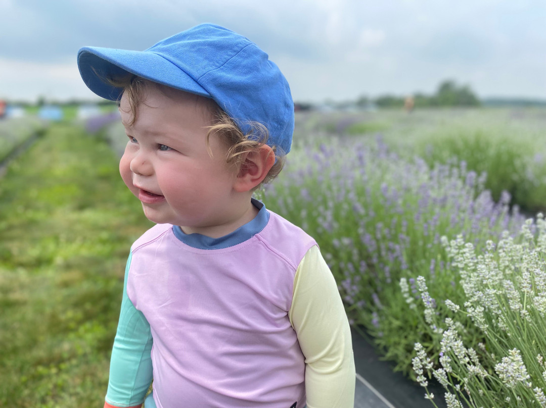 Tullamore Lavender Co.-Arthur必去景点