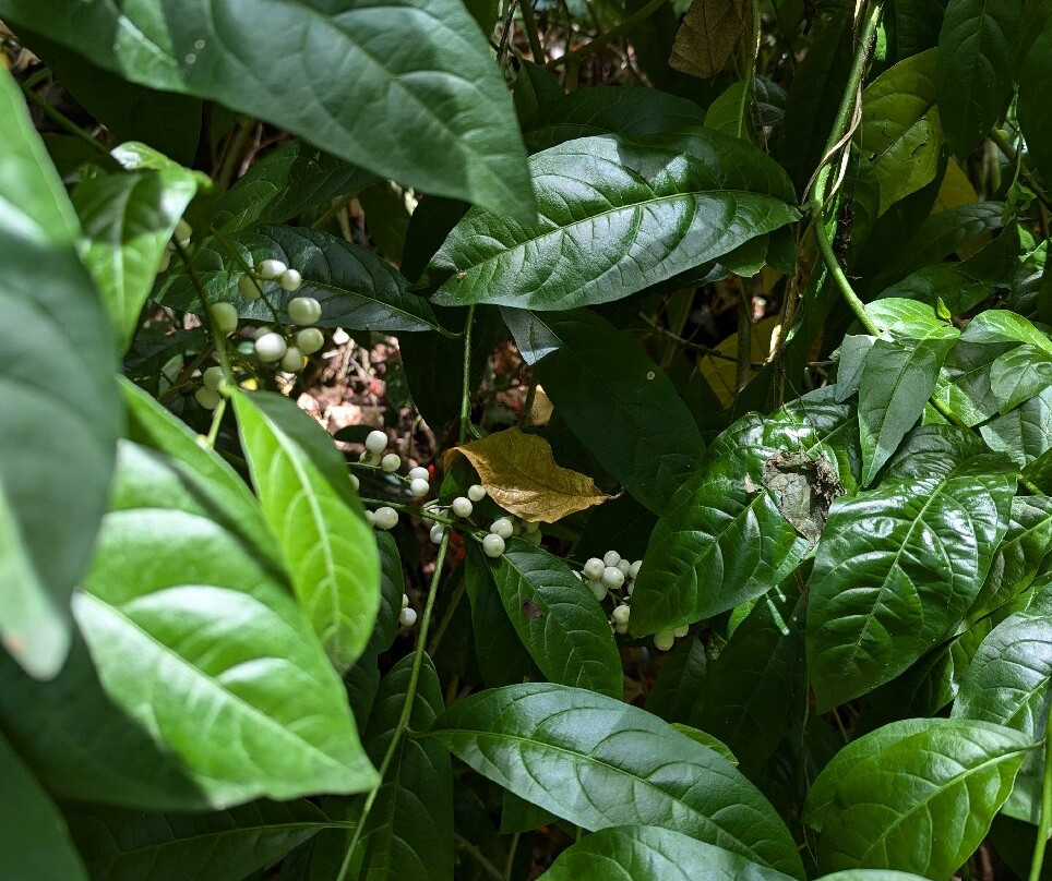 Ravana's Cave-埃勒必去景点
