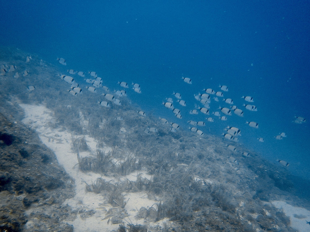 Ikion Diving Center景点图片