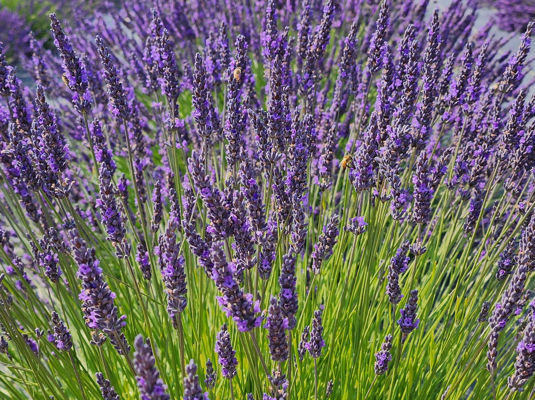 The Lavender Connection景点图片