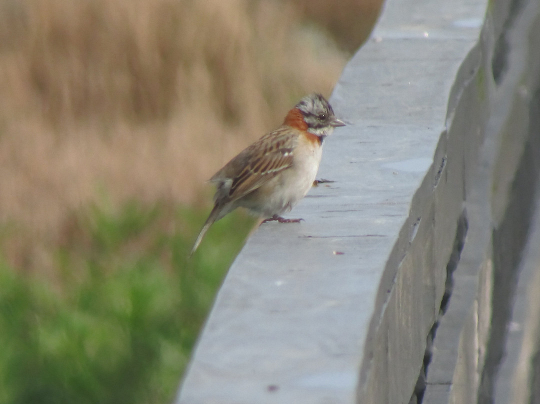 Humedal Rio Maipo-圣安东尼奥必去景点