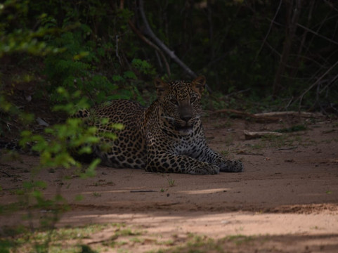 Yala Safari Team-蒂瑟默哈拉默必去景点