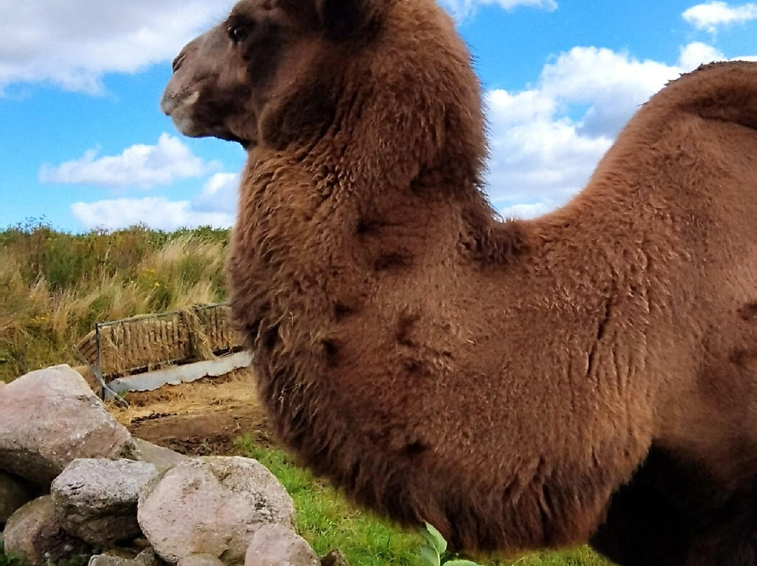 ZOOPARK Sydsjælland景点图片