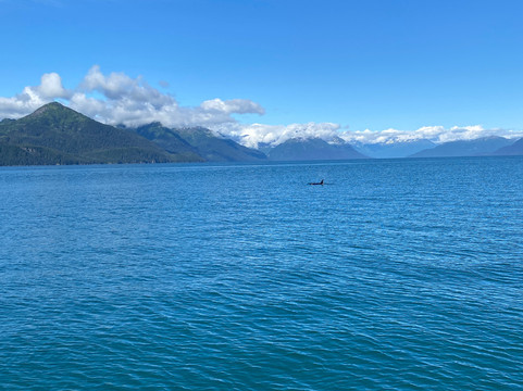 Stan Stephens Glacier & Wildlife Cruises-瓦尔迪兹必去景点
