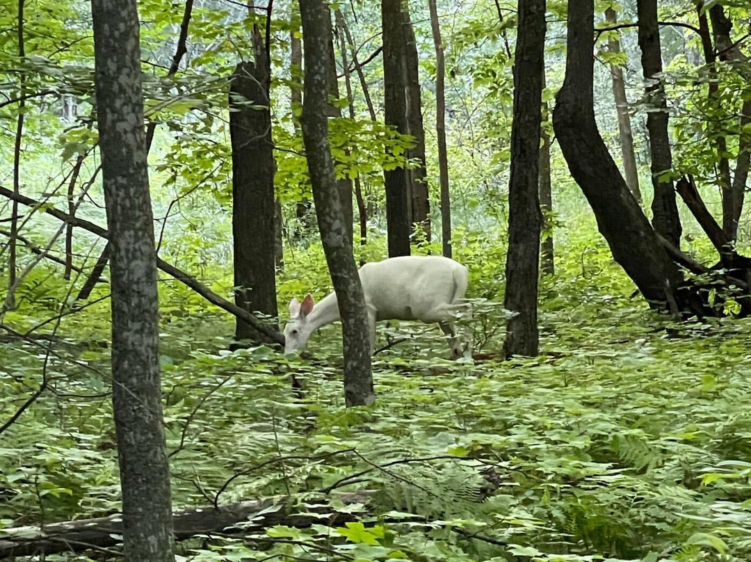 Father Hennepin State Park景点图片