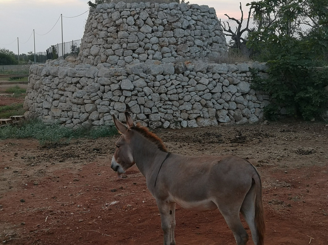 Delle Rose Horses Club主图