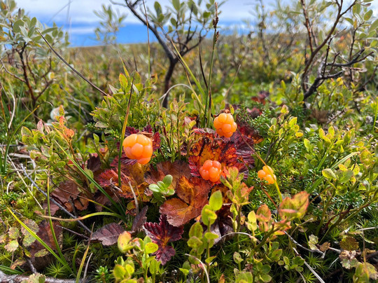 Haugseter Fjellstue主图