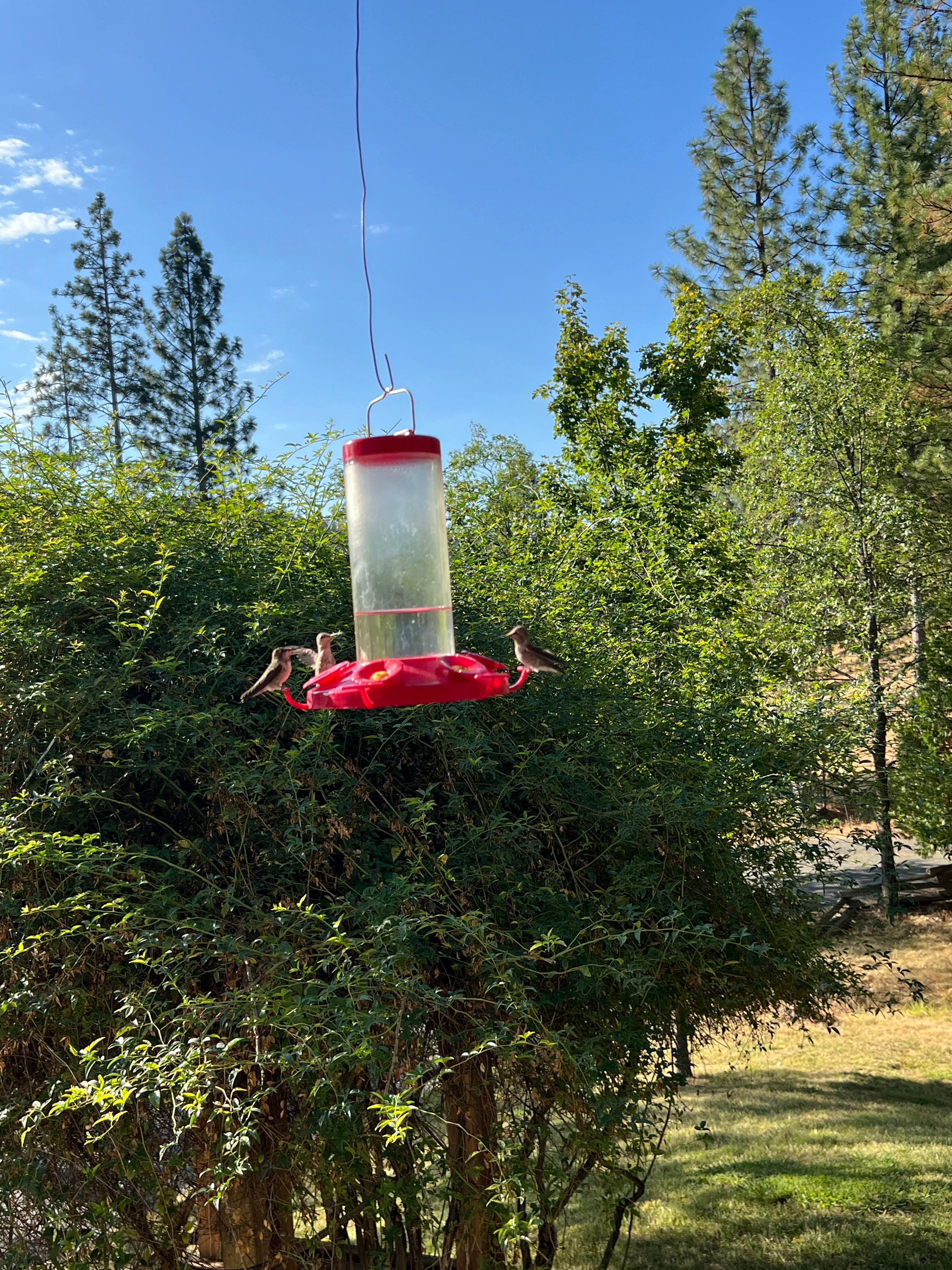 Blackberry Inn at Yosemite-浴室