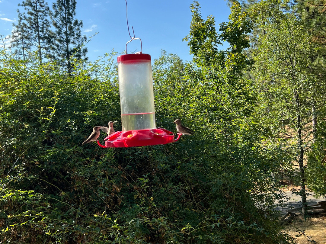 Blackberry Inn at Yosemite主图