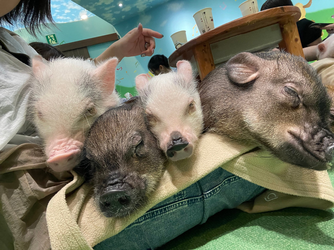 Mipig Cafe Aeon Laketown-越谷市必去景点