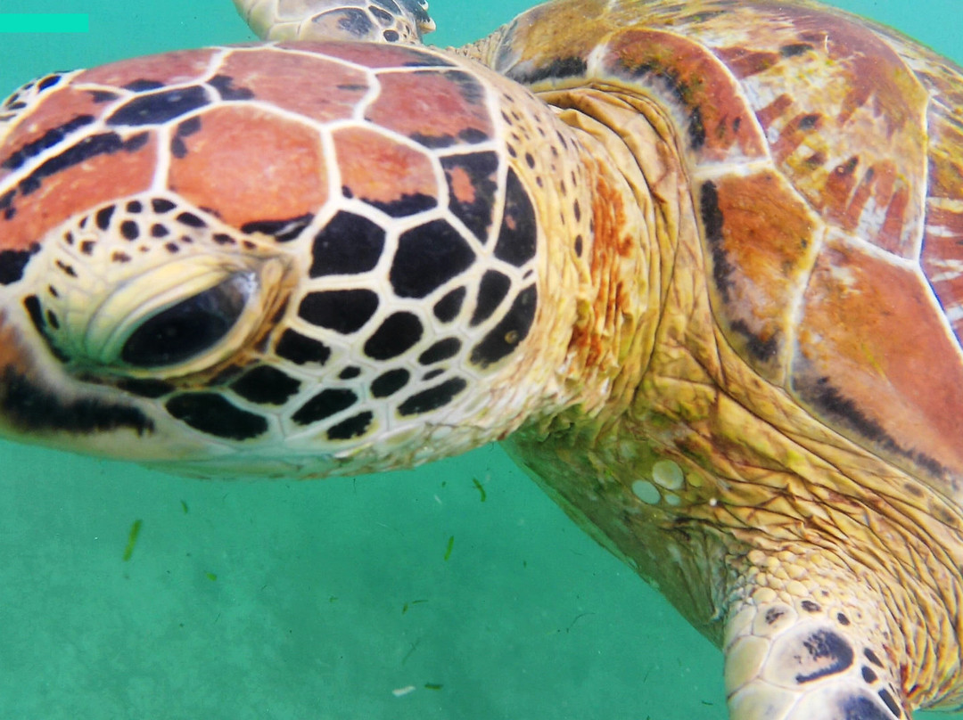 Turtles Snorkeling in Mirissa-Thalaramba必去景点